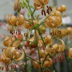 Lilium ‘Peppard Gold’