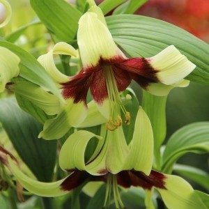 Lilium nepalense