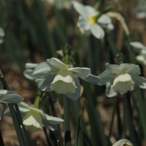 Narcissus 'Waxwing'