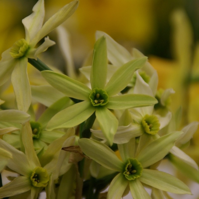 Narcissus viridiflora II