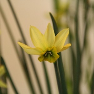 Narcissus viridiflora III