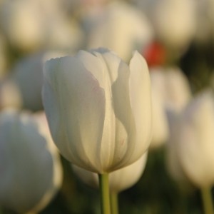 Tulipa 'La Reine Maxima'