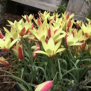 Tulipa clusiana 'Cynthia'