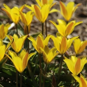 Tulipa iliensis