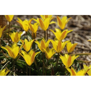 Tulipa iliensis