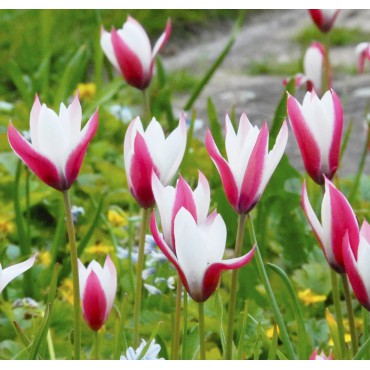 Tulipa 'Peppermintstick'