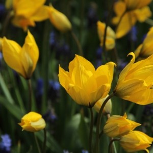 Tulipa sylvestris