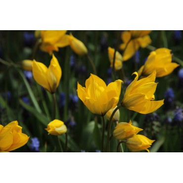 Tulipa sylvestris