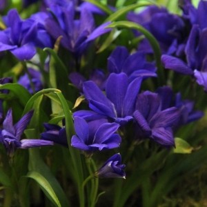 Tecophilaea cyanocrocus 'Violacea'