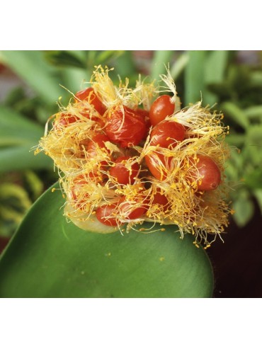 Haemanthus albiflos - kort en breed bladig type