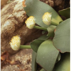 Haemanthus albiflos - kort en breed bladig type