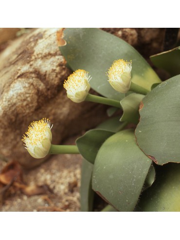 Haemanthus albiflos - kort en breed bladig type