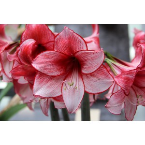 Hippeastrum 'Charisma'