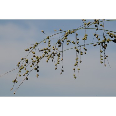 Phaenosperma globosa 