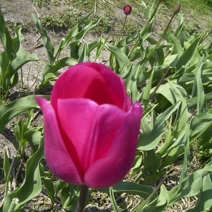 Tulipa 'Don Quichotte'