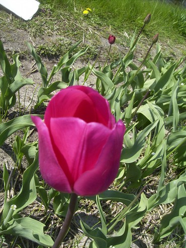 Tulipa 'Don Quichotte'