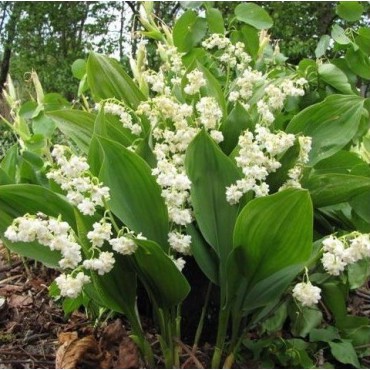 Convallaria majalis 'Prolificans'