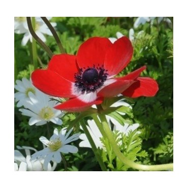 Anemone coronaria 'Hollandia'