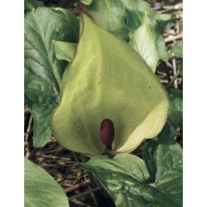 Arum maculatum