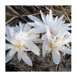 Colchicum autumnale 'Alboplenum'