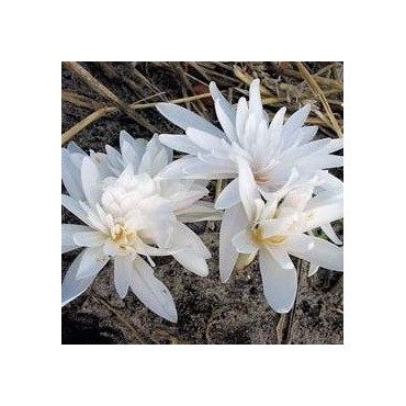 Colchicum autumnale 'Alboplenum'