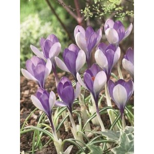 Crocus 'Yalta'