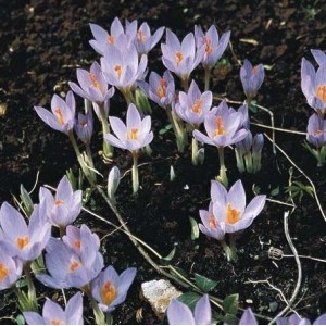 Crocus etruscus 'Zwanenburg'