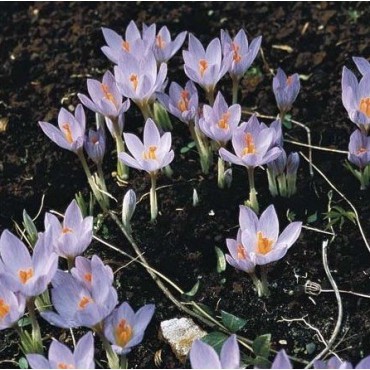 Crocus etruscus 'Zwanenburg'