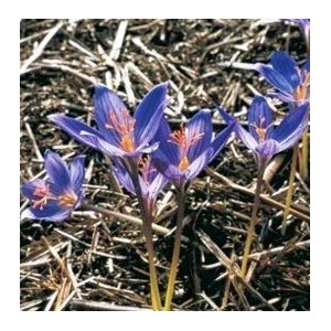 Crocus puringii