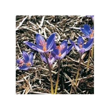 Crocus puringii