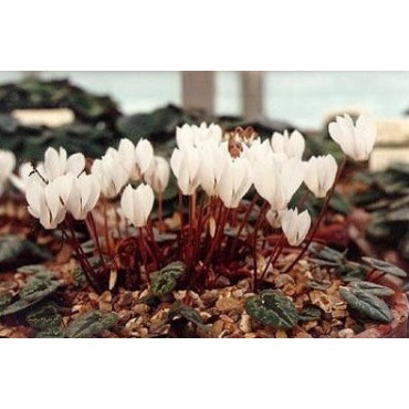 Cyclamen cilicium 'Album'