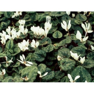 Cyclamen cilicium 'Album'