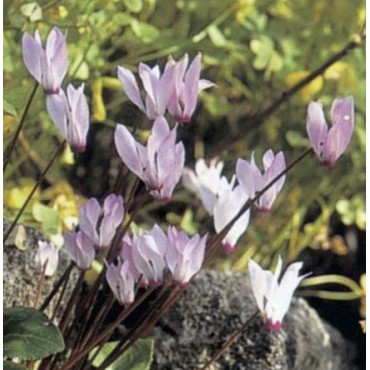 Cyclamen persicum subsp. persicum 