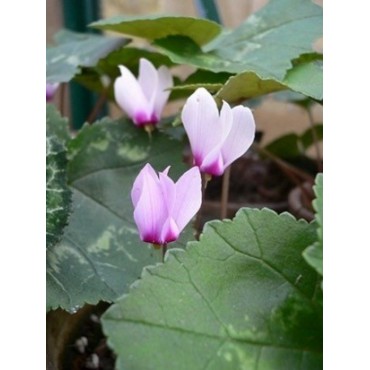 Cyclamen rohlfsianum