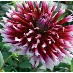 Dahlia 'Alauna Clair Obscur' test