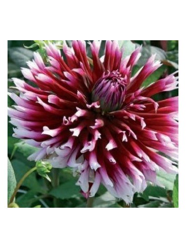 Dahlia 'Alauna Clair Obscur' test