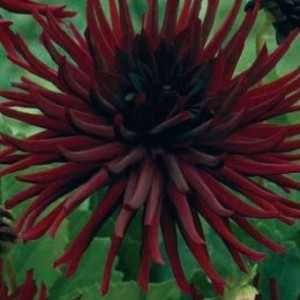 Dahlia 'Nuit d’Été´ 