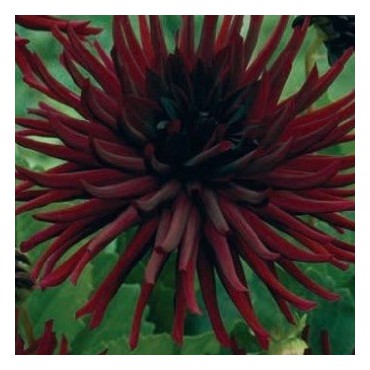 Dahlia 'Nuit d’Été´ 