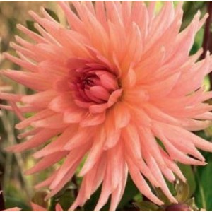 Dahlia 'Preference´