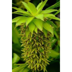 Eucomis bicolor