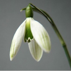 Galanthus 'Kildare'