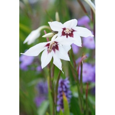 Gladiolus callianthus 'Murielae' 