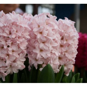 Hyacinthus orientalis 'Pink Elephant'