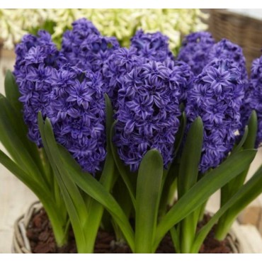 Hyacinthus orientalis 'Royal Navy'