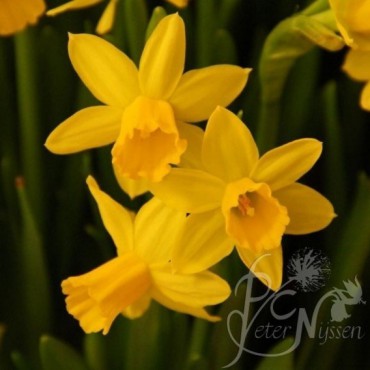 Narcissus 'Tête-à-Tête'