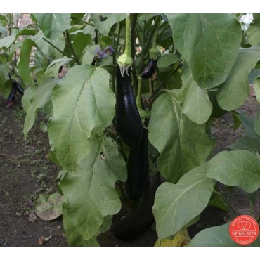 Aubergine, Solanum melongena  'Violetta Lunga 3'