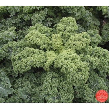 Boerenkool, Brassica oleracea var. laciniata 'Westlandse Winter'