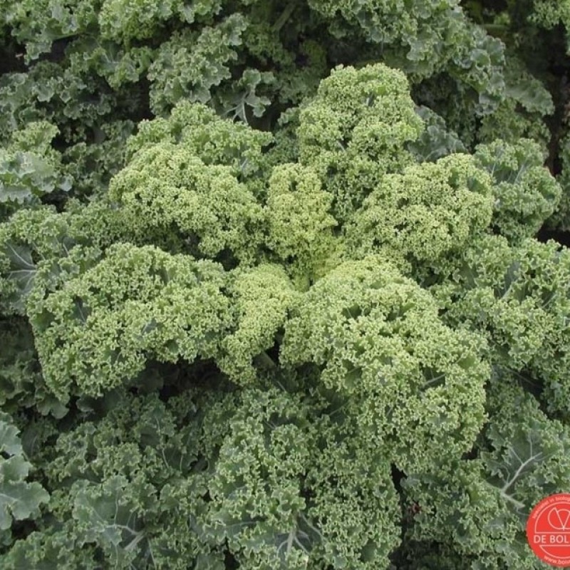 Boerenkool, Brassica oleracea var. laciniata 'Westlandse Winter'