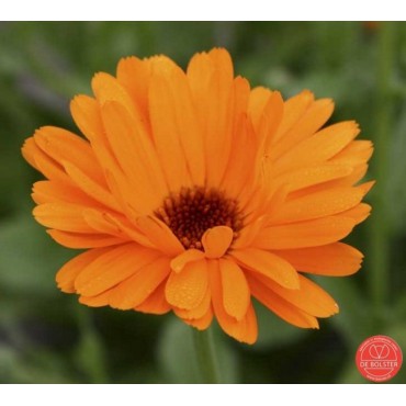 Calendula officinalis, Goudsbloem