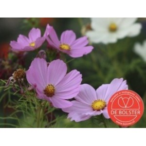 Cosmos bipinnatus, Cosmea gemengd